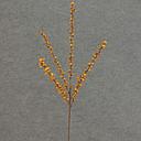 [SBF5056] BITTERSWEET SPRAY X5 26&quot; GOLDEN AUTUMN