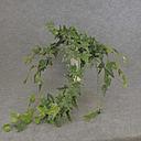 [SBF5081] HANGING IVY ENGLISH BUSHx7 35"w/128 LVS