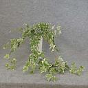 [SBF5085] HANGING IVY HOLLAND BUSHx7 35"w/128 LVS