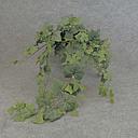 [SBF5107] IVY FR. NAPA HANGING BUSH X9 W/160 LVS