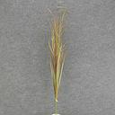 [SBF6013-GRD] GRASS SPRAY 41"  GREEN/RED