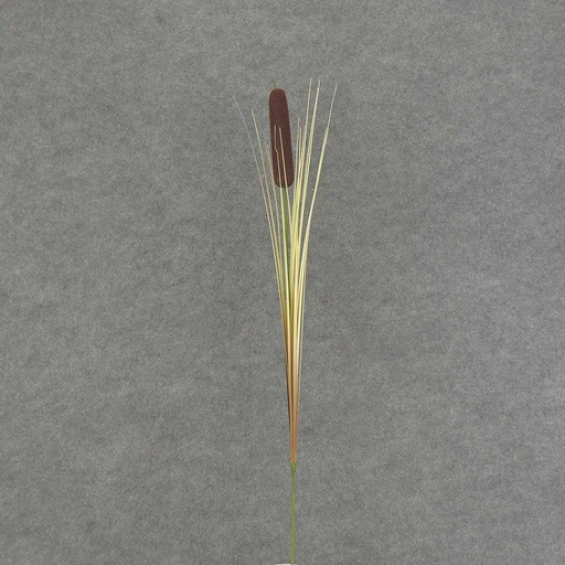 [SBF6057-DKB] CATTAIL SPRAY 32" 12/BAG 1x5"ct