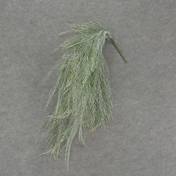 [SBF7004-GRW] MOSS HANGING BUSH FLOCKED 34&quot;
