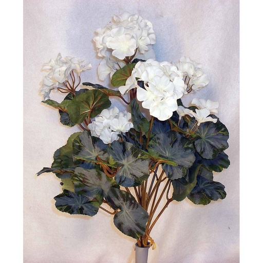 [SE1-WHT] GERANIUM BUSH X15 WHITE
