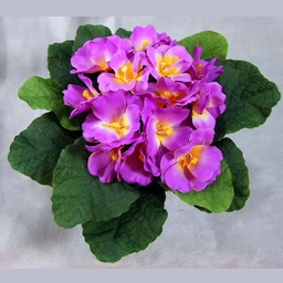 [SE337-MAV] PRIMULA BOUQUET    MAUVE