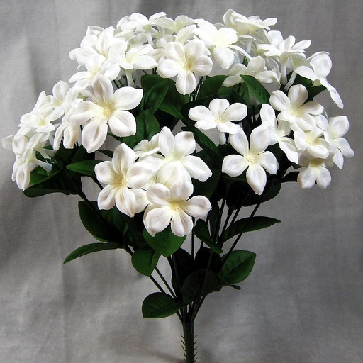 [SE391] STEPHANOTIS BUSH X12 16"