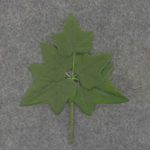 [SE4045-REV] IVY LEAF PICK  (6/BAG)