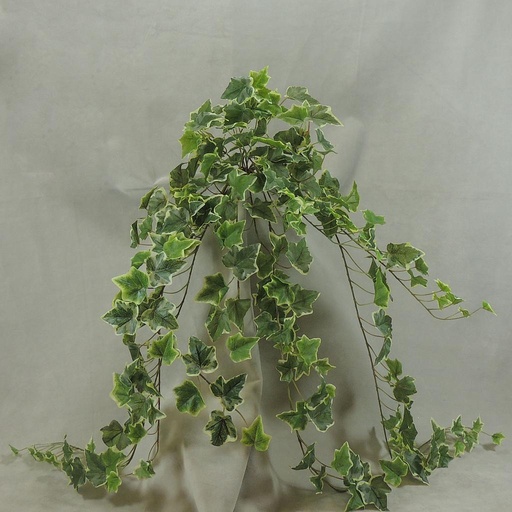[SE4049-VAR] IVY ENGLISH HANGER 40" 244 LVS VARIEGATED