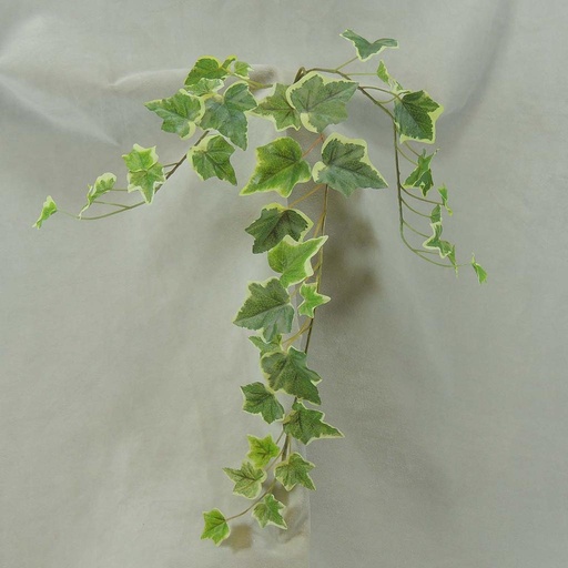 [SE4050-VAR] IVY ENGLISH SPRAY X3 25" 39 LVS  VARIGATED