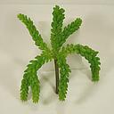 [SE4082] SUCCULENT BERRY VINE BUSH 10&quot;