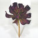 [SE4089-PUR] CACTUS PICK 4.5"D X 6"T  PURPLE