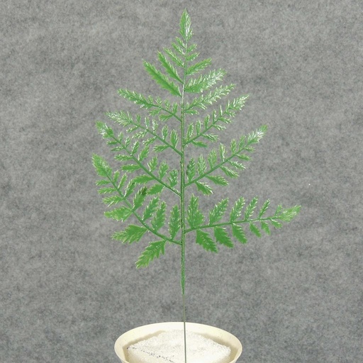 [SE5060-S] LEATHERLEAF SMALL PLASTIC 11.5"H X 7"W