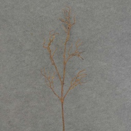 [SE6043-BRN] TWIG ARTIFICIAL SPRAY 35&quot;  BROWN
