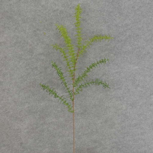 [SE6083] GRASS SNAPDROGON SPRAY X8 26.5"