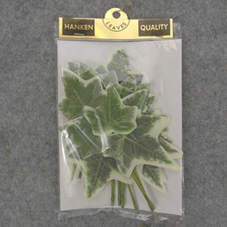[SE6105] VARIGATED LEAF IVY  PICK 7.5&quot;  (6/BAG)