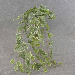 [SE6560-FVA] IVY ENGLISH HANGER 34&quot; 191 LVS FROSTED VARIGATED