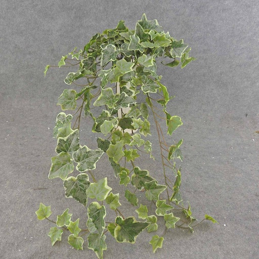 [SE6560-FVA] IVY ENGLISH HANGER 34" 191 LVS FROSTED VARIGATED