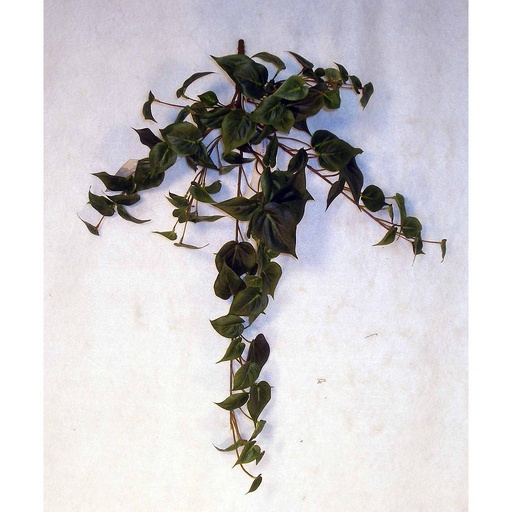 [SE88] 18" FOLIAGE PHILO HANGER X109 LVS