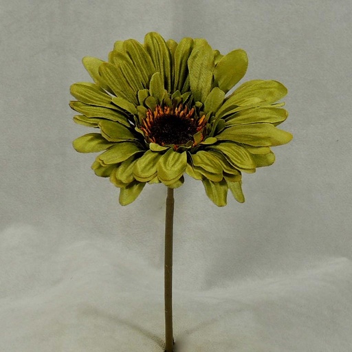 [SEF20-GRN] GERBERA SHORT STEM  GREEN