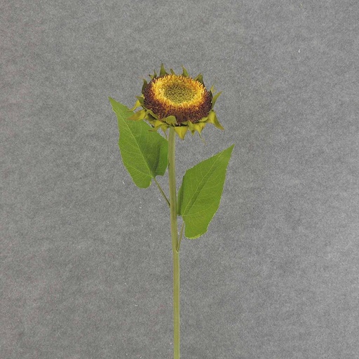 [SEF6035] SUNFLOWER STEM 28" (NO PETALS)