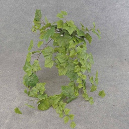 [SEF6036-GRN] GRAPE IVY HANGER 39&quot; 159 LVS  GREEN