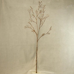 [SEF34-BRN] SEED SPRAY   39"    BROWN