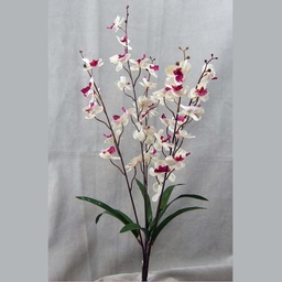 [SG13-CPU] PHALAENOPSIS BUSH X5 MINI 27"  CREAM/PURPLE 