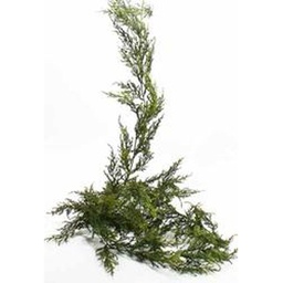 [SGF41-TTG] GARLAND PINE POLY 6' TT GREEN  TWO-TONED GREEN