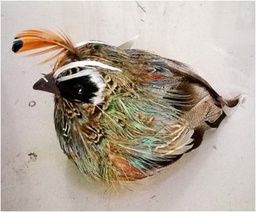 [SLF8011] QUAIL CALIFORNIA 5.5" FEATHER FAT SITTING