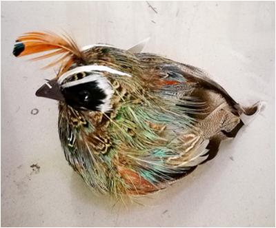 [SLF8011] QUAIL CALIFORNIA 5.5" FEATHER FAT SITTING