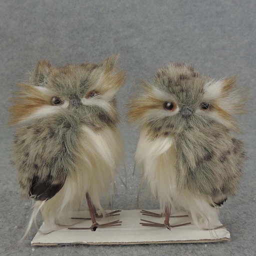 [SJF5034] OWL PAIR 5" BROWN