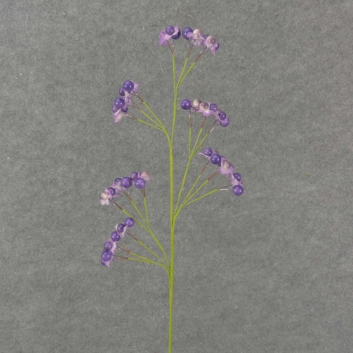 [SL8006-PUR] 28" FLOWERING H/W BERRY SPRAY  PURPLE