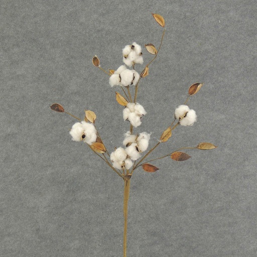 [SRF6015] COTTON SPRAY X3 25"