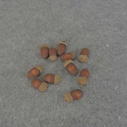 [SRF5005-BRN] ACORN 1.25"-1.5" (75 PER BAG)