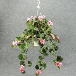 [WW1145-PNK] GERANIUM HANGING BASKET PINK