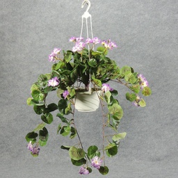 [WW145-LAV] GERANIUM HANGING BASKET LAVENDER