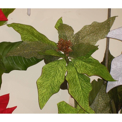 [X100221-GRN] POINSETTIA GREEN VELVET 43"