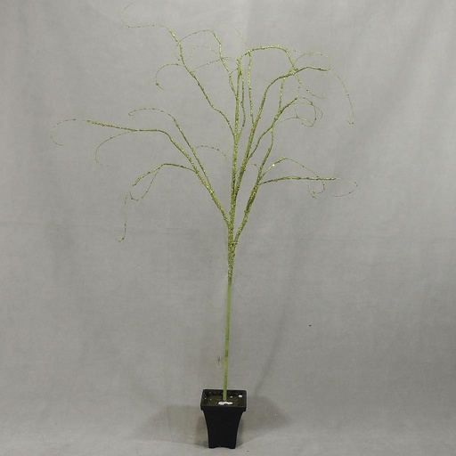 [X1058-LGN] 40" LT GREEN ARTI BIRCH BRANCH