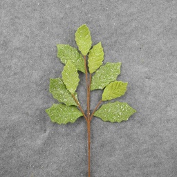 [XA8098] HOLLY SPRAY 22&quot; FELT W/GLITTER