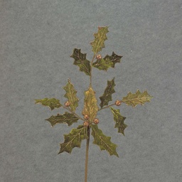 [XB5094] HOLLY LEAVES SPRAY 30"  GREEN