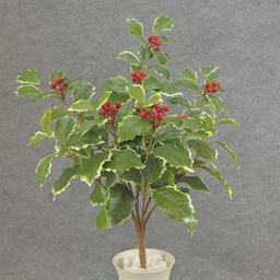 [XB5257-VAR] HOLLY (REAL TOUCH) H. BUSH X7  VARIGATED