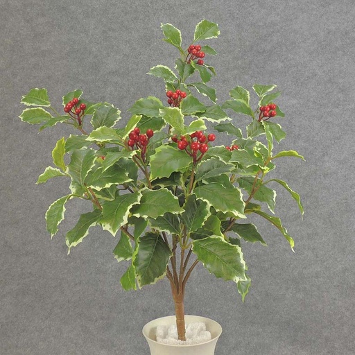 [XB5257-VAR] HOLLY (REAL TOUCH) H. BUSH X7  VARIGATED