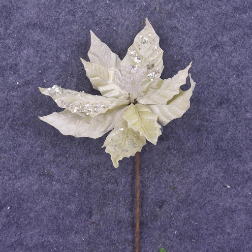 [XA6012-CRM] POINSETTIA PICK 12" 10"dia BLM  CREAM