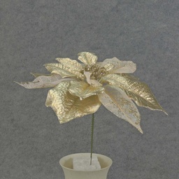 [XB5108] POINSETTIA PICK 8&quot; 10&quot; Dia  CHAMPAGNE