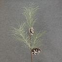 [XA5018] 45" PINE SPRAY SNOWY 2 LARGE CONES