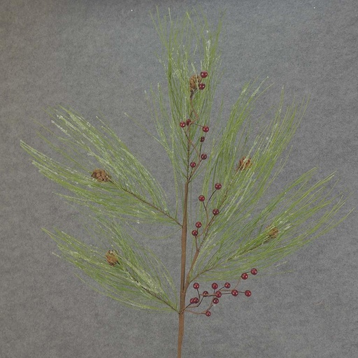 [XA5054] PINE SPRAY ICY 36" CONE/BERRY