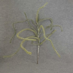[XB5192] PINE FROSTED HANGING 53&quot;