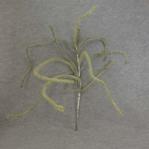 [XB5192] PINE FROSTED HANGING 53"