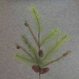 [XB5195] PINE MIXED SPRAY 30&quot; X8 W/CONES