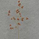 [XB5230-BRN] BERRY CLUSTER SPRAY 27"  BROWN